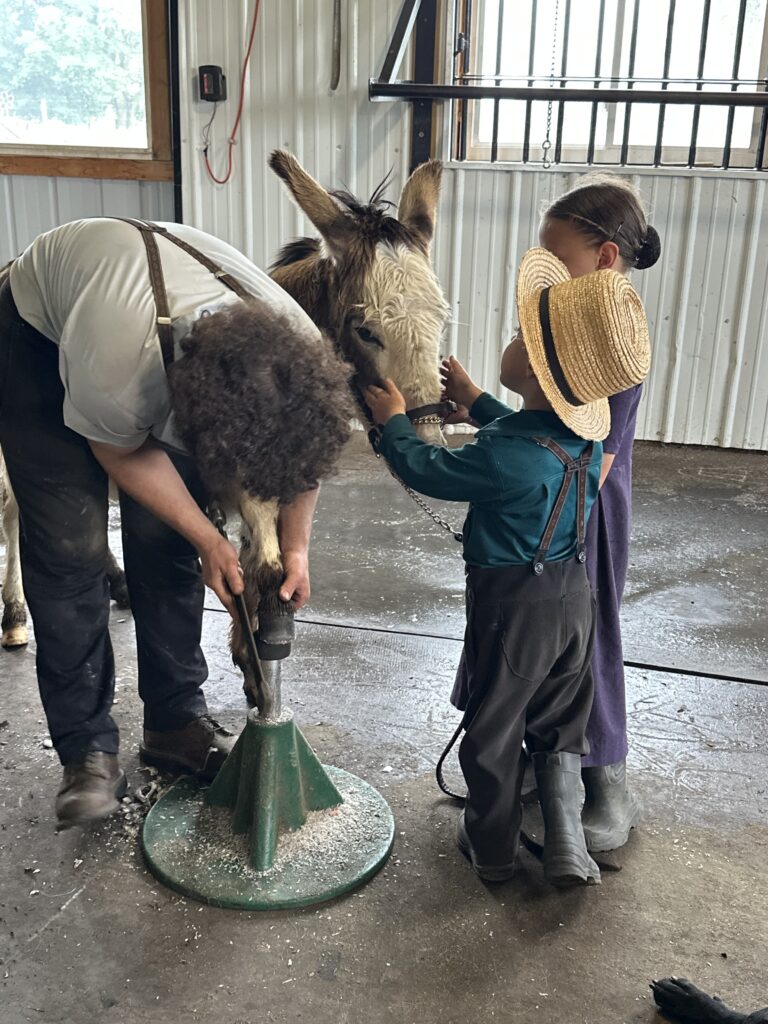 Blacksmith Shoeing Donkey at Plain & Fancy Farm